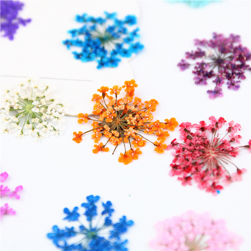 Art Craft 2 Year Olds - 12/24ชิ้นกดดอกไม้สโนว์ดรอปดอกไม้สมุนไพรพืชสำหรับทำเล็บเครื่องประดับงานฝีมือกรอบโทรศัพท์ที่คั่นหนังสือตกแต่งดอกไม้