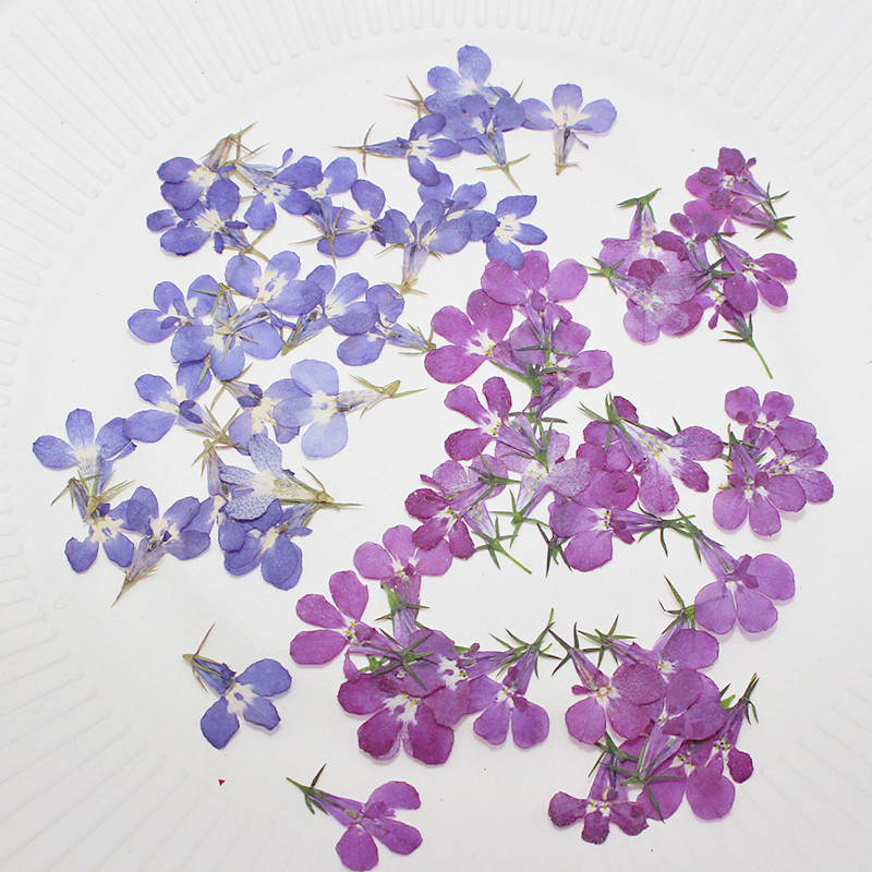 Art Craft 2 Year Olds - 60ชิ้นกดแห้ง Lobelia Erinus ดอกไม้พืชสมุนไพรสำหรับเครื่องประดับโปสการ์ดบัตรเชิญโทรศัพท์ที่คั่นหนังสืองานฝีมือและศิลปะ