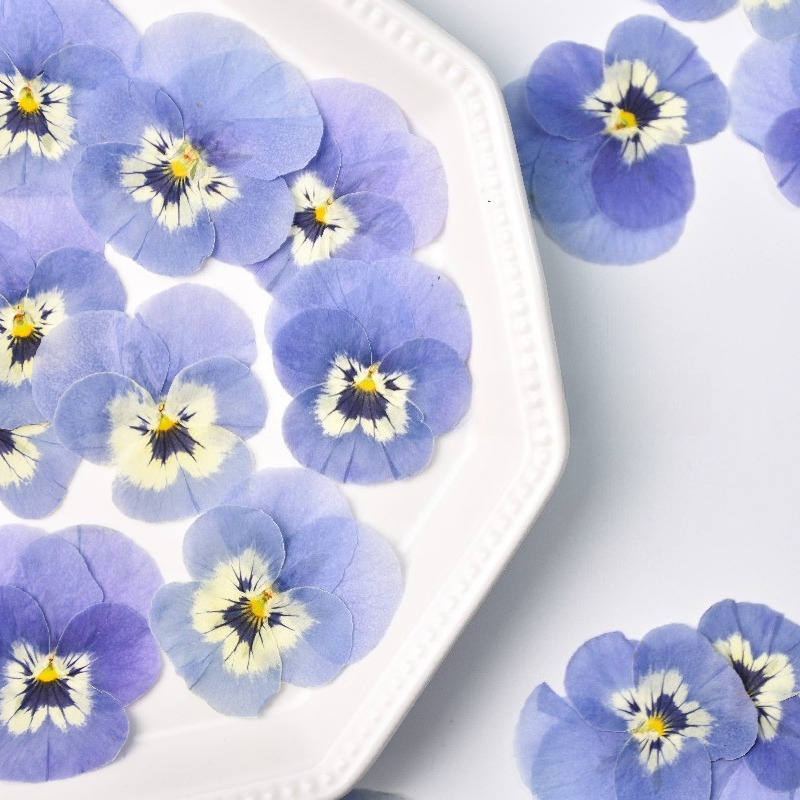 Art Craft 2 Year Olds - ดอกแพนซี่สีฟ้าอ่อนแห้ง 24 ชิ้น สำหรับงาน DIY ตกแต่งกรอบรูป