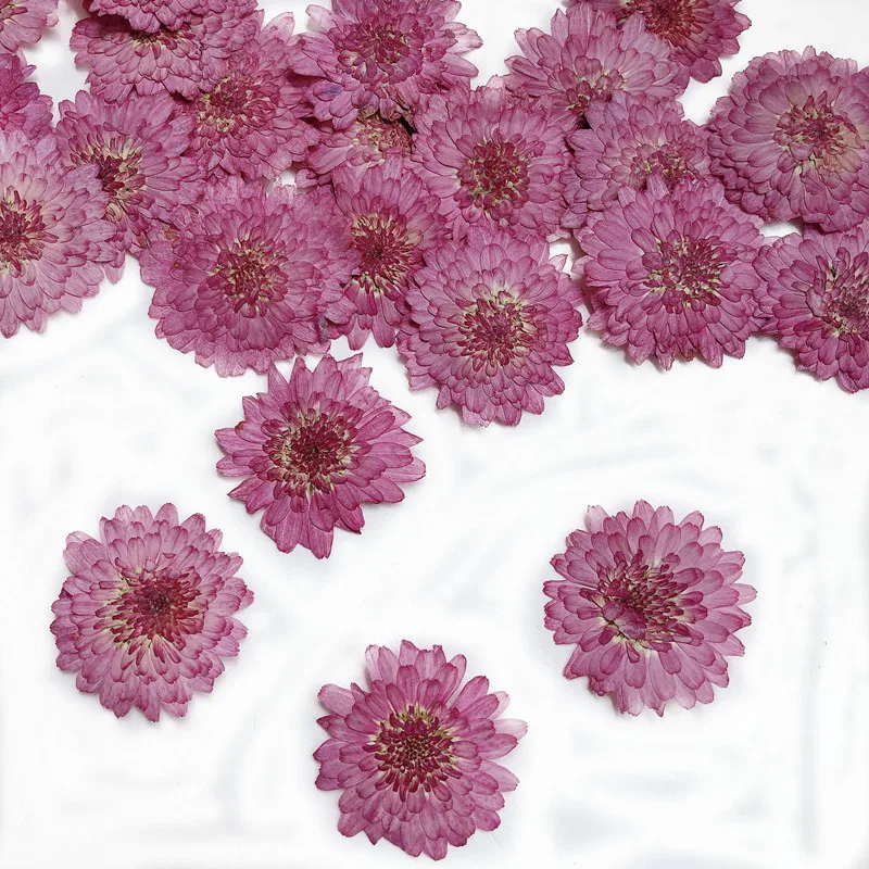 ธรรมชาติ Pressed ดอกไม้เบญจมาศ - Art Craft 2 Year Olds บทวิจารณ์และราคา