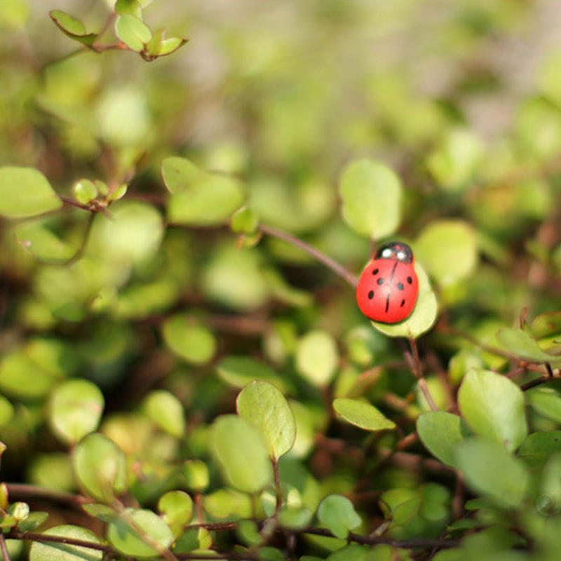 1 ชิ้น เต่าทองจิ๋วไม้ติดเอง สำ - Art Craft Ladybug บทวิจารณ์และราคา