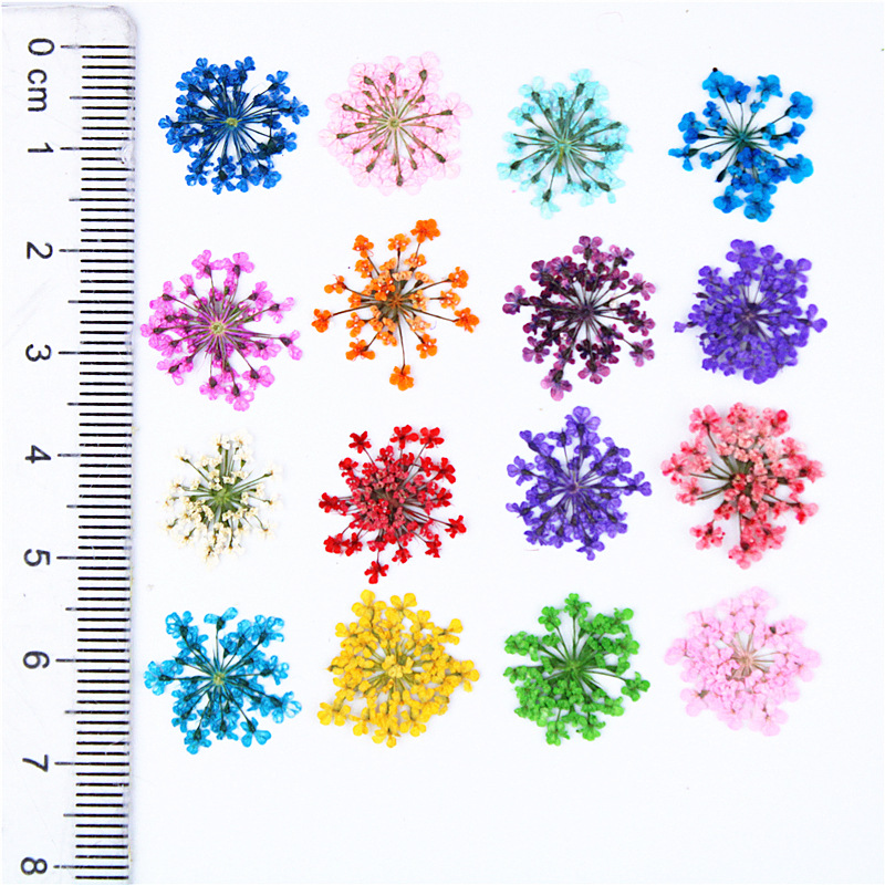 12/24ชิ้นกดดอกไม้สโนว์ดรอปดอกไ - Art Craft 2 Year Olds บทวิจารณ์และราคา