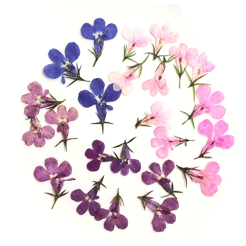 60ชิ้นกดแห้ง Lobelia Erinus ดอ - Art Craft 2 Year Olds บทวิจารณ์และราคา