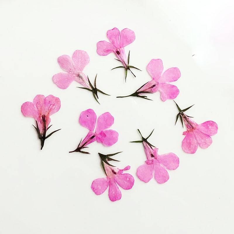 60ชิ้นกดแห้ง Lobelia Erinus ดอ - Art Craft 2 Year Olds บทวิจารณ์และราคา
