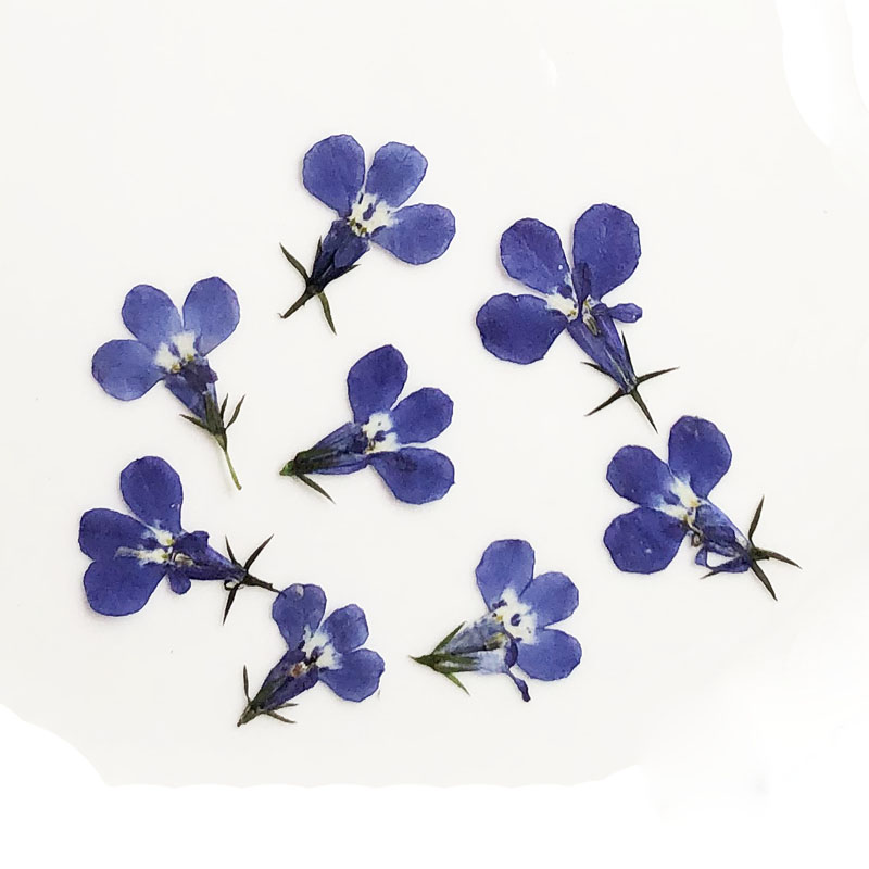 60ชิ้นกดแห้ง Lobelia Erinus ดอ - Art Craft 2 Year Olds บทวิจารณ์และราคา